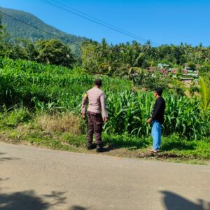 Sinergi Polri dan Petani Dorong Produktivitas Jagung di Lembar