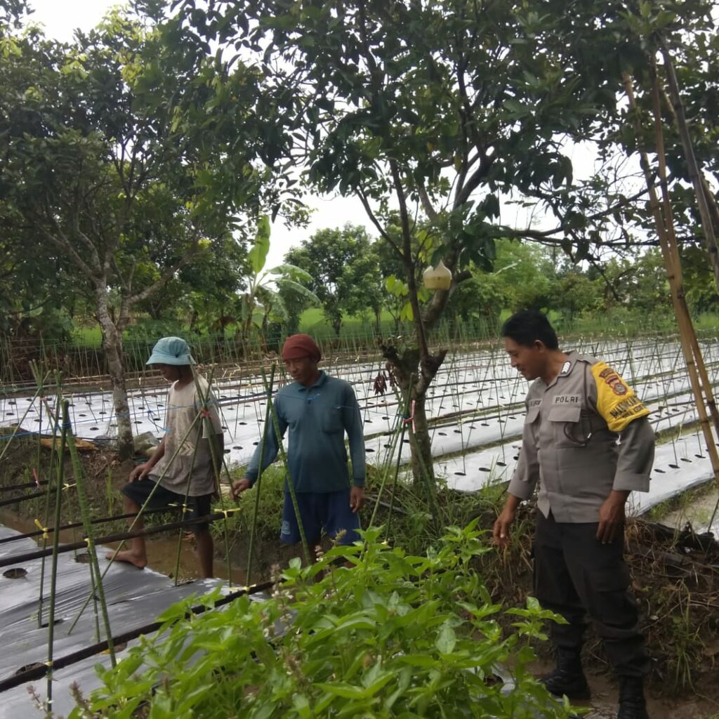 Sinergi Polsek Kediri dan Petani Dorong Stabilitas Pangan di Lombok Barat