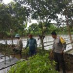 Sinergi Polsek Kediri dan Petani Dorong Stabilitas Pangan di Lombok Barat