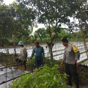 Sinergi Polsek Kediri dan Petani Dorong Stabilitas Pangan di Lombok Barat