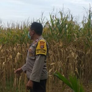 AIPTU Gede Dodit Dorong Pemanfaatan Lahan di Kuripan Lombok Barat