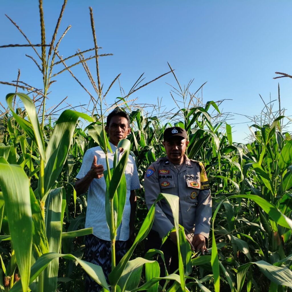 Sinergi Polsek Lembar dan Petani Jagung di Mareje Timur Jaga Ketahanan Pangan