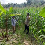 Polres Lombok Barat Dorong Produktivitas Petani Jagung di Jelateng Timur
