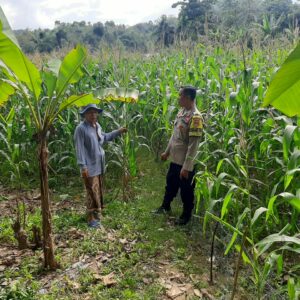 Polres Lombok Barat Dorong Produktivitas Petani Jagung di Jelateng Timur