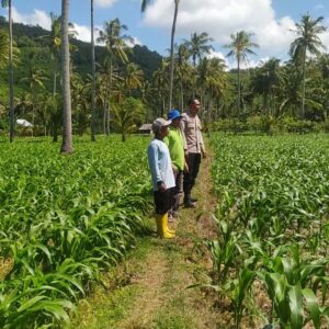 Ketahanan Pangan Diperkuat, Petani Batu Putih Tanam Jagung
