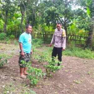 DDS Bhabinkamtibmas Batu Putih: Edukasi Pekarangan Tangguh Pangan
