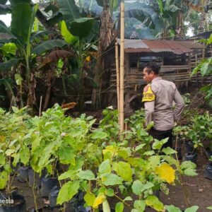Pemuda Kuripan Utara Sulap Pekarangan Jadi Kebun Pangan Mandiri