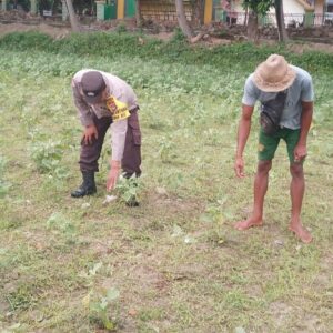 Optimalisasi Lahan Pertanian Desa Taman Ayu, Polri Ambil Peran Strategis