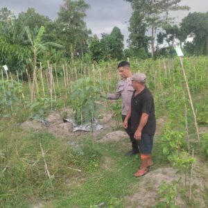 Ketahanan Pangan Dimulai dari Desa: Inisiatif Bhabinkamtibmas di Kuranji Dalang