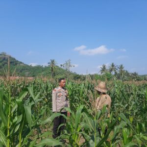 Sinergi Polri dan Petani Dusun Jelateng: Dorong Swasembada Jagung di Lombok Barat