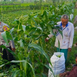 Polsek Kuripan Aktif Edukasi Petani Tanggapi Perubahan Iklim