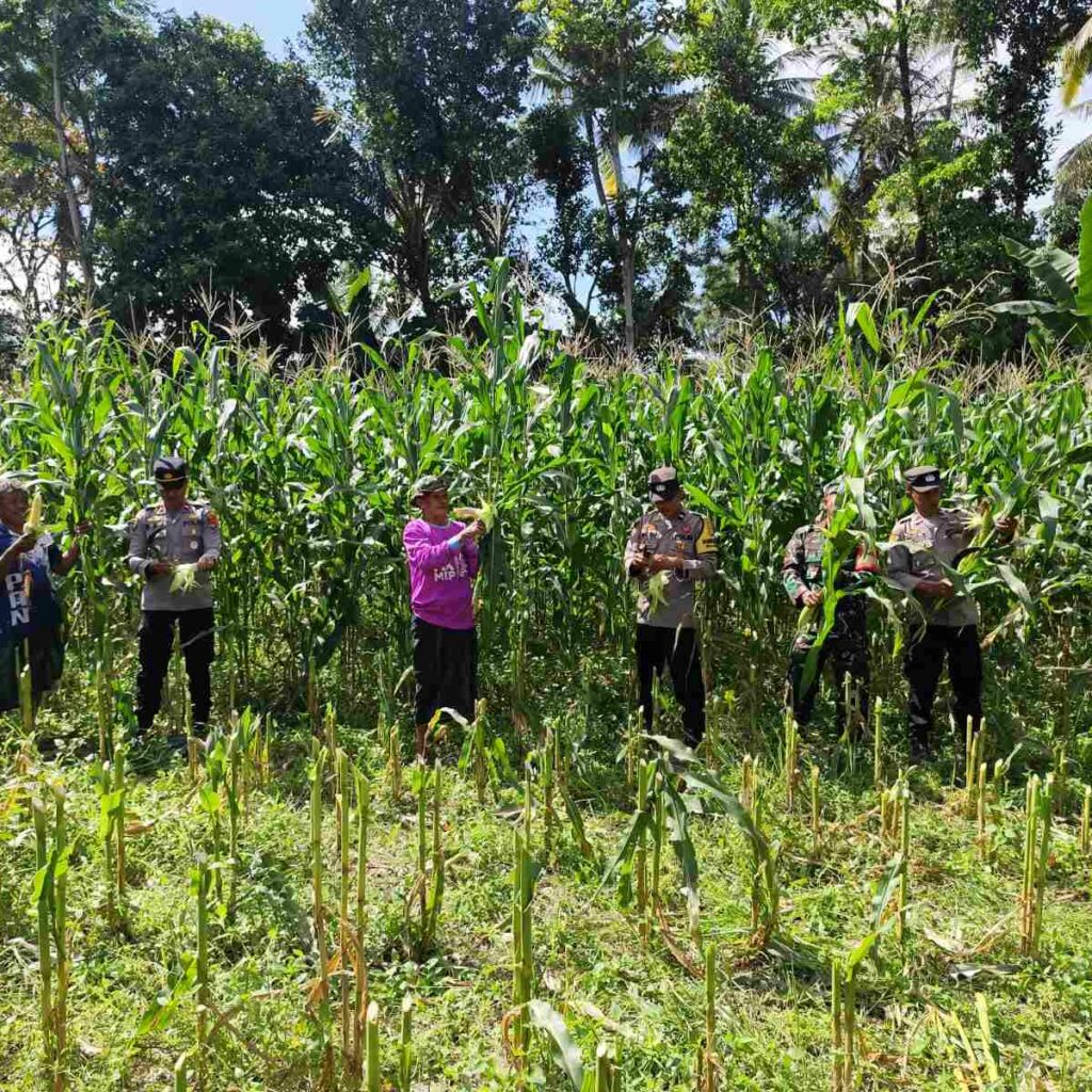 Sinergi Ketahanan Pangan: Panen Jagung Bersama di Kuripan, NTB
