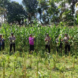 Sinergi Ketahanan Pangan: Panen Jagung Bersama di Kuripan, NTB