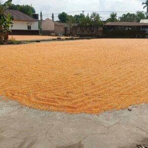 Bhabinkamtibmas Desa Beleka Pantau Stok Jagung untuk Stabilitas Pangan