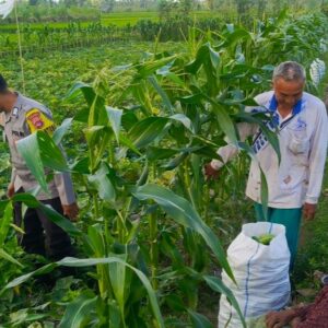 Bhabinkamtibmas Kuripan Dukung Petani Majukan Sistem Tumpang Sari