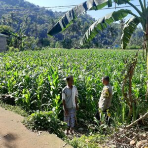Peran Bhabinkamtibmas Lembar dalam Mendukung Petani Jagung Lokal