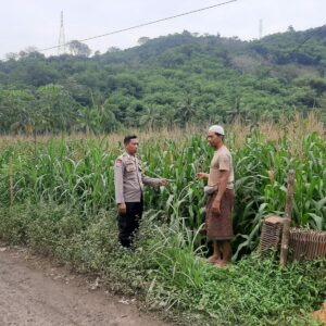 Sinergi Polri dan Petani Jagung di Desa Sekotong Timur