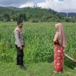 Sinergi Polri dan Petani: Wujud Nyata Ketahanan Pangan di Lombok Barat
