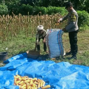 Ketahanan Pangan Dimulai dari Dusun Gelumpang Sekotong, Bhabinkamtibmas Turun Langsung