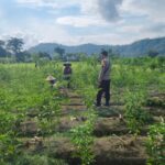 Bhabinkamtibmas Bangun Ketahanan Pangan Lewat Silaturahmi di Dusun Penimbung