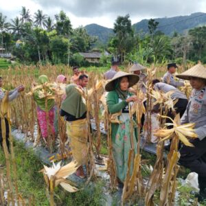 Swasembada Pangan: Kolaborasi Polsek dan Petani Mareje Timur