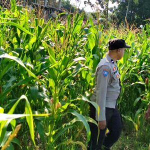 Sinergi Polri dan Petani Mareje Timur Perkuat Produksi Jagung Lokal