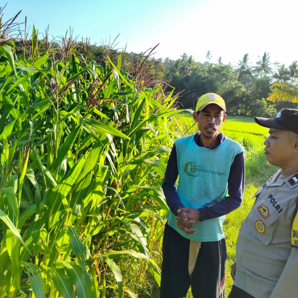 Bhabinkamtibmas Lembar Aktif Dampingi Petani Jagung Mareje Timur
