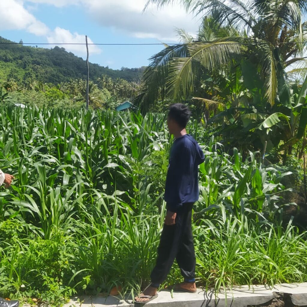 Bhabinkamtibmas Eyat Mayang Dampingi Petani Jagung Hadapi Tantangan Cuaca