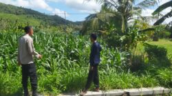 Bhabinkamtibmas Eyat Mayang Dampingi Petani Jagung Hadapi Tantangan Cuaca