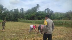 Ketahanan Pangan Banyumulek: Polisi Aktif Dampingi Petani Jagung