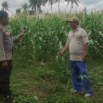 Polri Dukung Ketahanan Pangan di Desa Banyumulek: Sinergi Bhabinkamtibmas dan Petani Jagung
