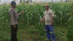 Pemanfaatan Pekarangan dan Jagung Siap Panen, Banyumulek Jadi Contoh Ketahanan Pangan NTB