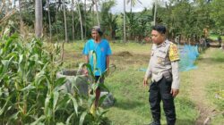 Perkuat Ketahanan Pangan, Polisi Bina Petani Jagung di Sekotong