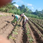 Polsek Gerung Dorong Ketahanan Pangan Melalui Pendampingan Petani di Giri Tembesi