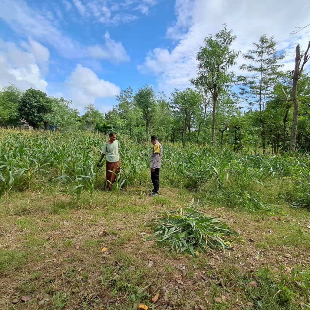 Bhabinkamtibmas Pelangan Dorong Ketahanan Pangan dari Pekarangan Warga Sekotong
