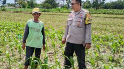 Bhabinkamtibmas Telagawaru Dorong Ketahanan Pangan Warga Paok Kambut
