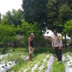 Ketahanan Pangan Dimulai dari Rumah: Inisiatif Polsek Kuripan di Dusun Dasan Geres Pande