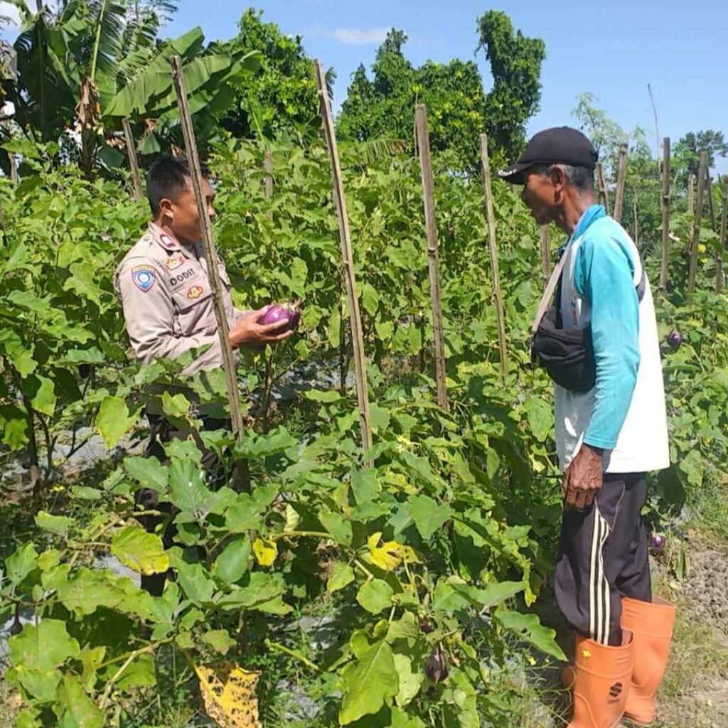 Ketahanan Pangan Diperkuat, Bhabinkamtibmas Gandeng Petani Jagaraga