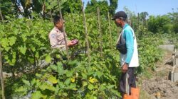 Ketahanan Pangan Diperkuat, Bhabinkamtibmas Gandeng Petani Jagaraga