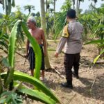 Polisi Desa di Gelogor Aktif Dampingi Petani Lindungi Tanaman