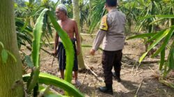 Polisi Desa di Gelogor Aktif Dampingi Petani Lindungi Tanaman