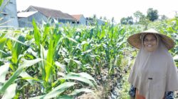 ketahanan pangan, Bhabinkamtibmas, Labuapi, Polsek Labuapi, pekarangan produktif, pertanian lokal, sinergi polisi masyarakat, NTB, pangan nasional, Harkamtibmas
