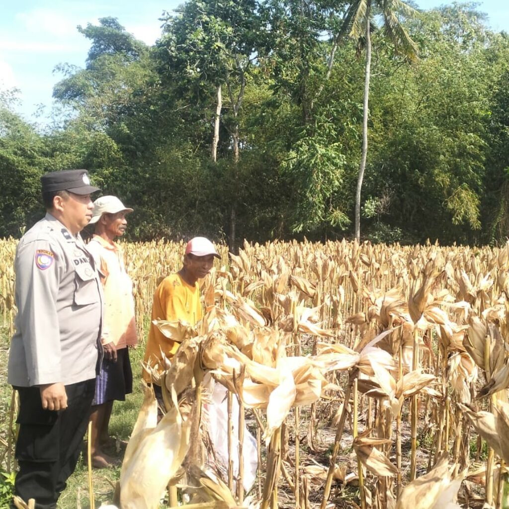 Panen Jagung Sukses di Gerung Selatan, Polri Hadir Jaga Kondusivitas
