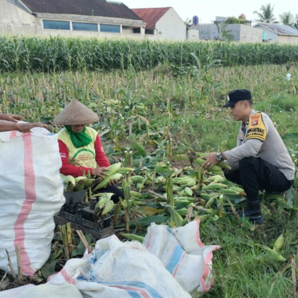 Peran Aktif Bhabinkamtibmas Labuapi Dukung Ketahanan Pangan Lokal