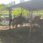 Polri dan Warga Sekotong Kolaborasi Kembangkan Peternakan