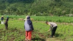 Bhabinkamtibmas Kuripan Gagas Ketahanan Pangan dari Pekarangan Rumah