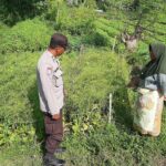 Sinergi Polri dan Warga Desa Montong Are Perkuat Ketahanan Pangan Lokal