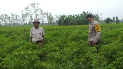 Bhabinkamtibmas Kuripan Edukasi Petani Adeng Soal Lahan Produktif