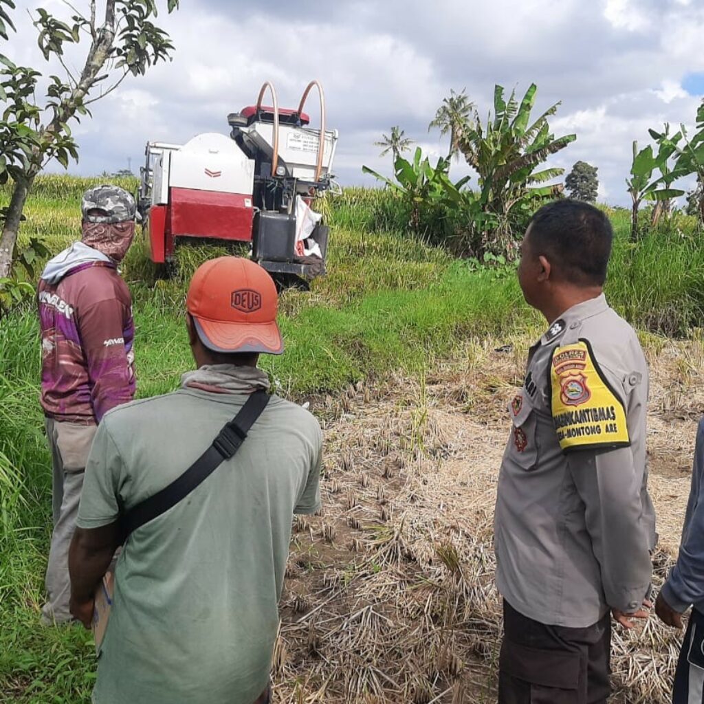 Sinergi Petani dan Polisi di Kediri Lombok Barat, Wujudkan Swasembada Jagung