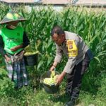 Lahan Kosong Jadi Kebun: Inisiatif Ketahanan Pangan di Labuapi